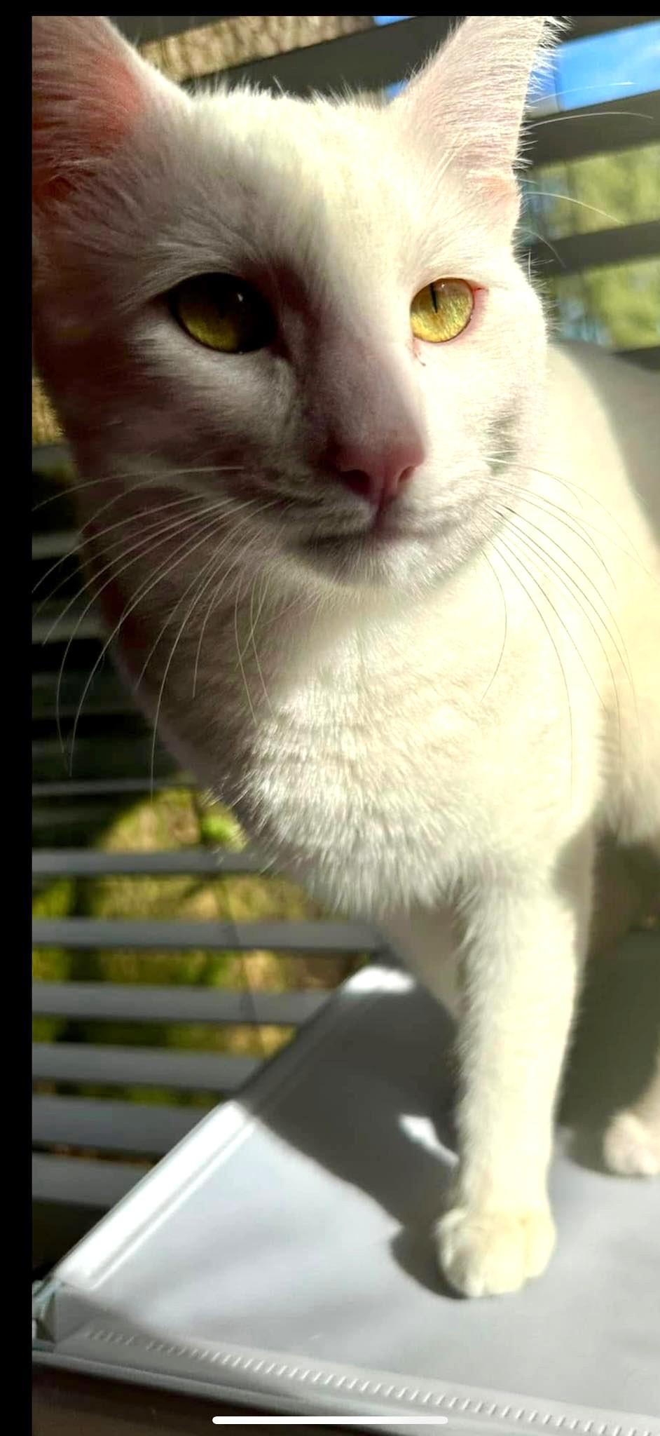Enlarge Pumpkin, a Adoptable Domestic Short Hair in Savannah, GA image 5/6