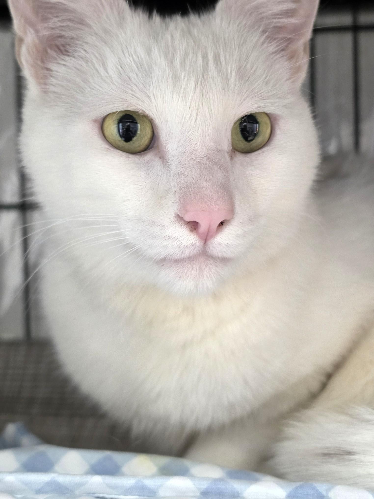 Enlarge Pumpkin, a Adoptable Domestic Short Hair in Savannah, GA image 6/6