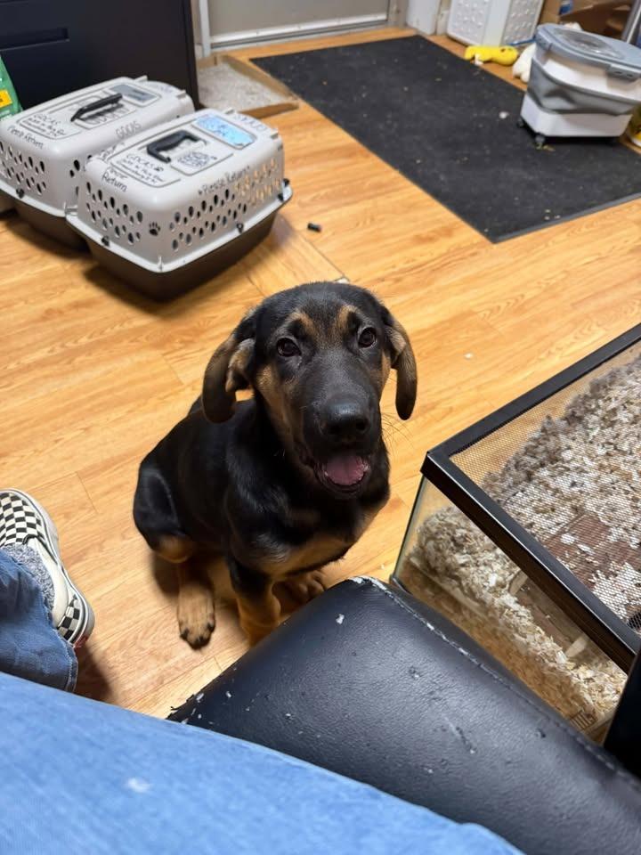 Lightnin, Adoptable, Puppy Male German Shepherd Dog & Bloodhound.