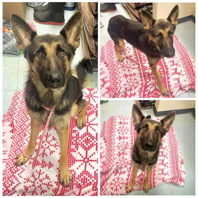 Gunther, Adopted, Adult Male German Shepherd Dog.