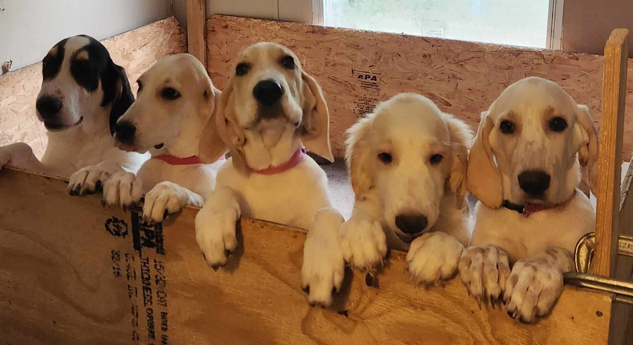 Baskins, a Adoptable mixed breed in Newcastle, OK image 5/5