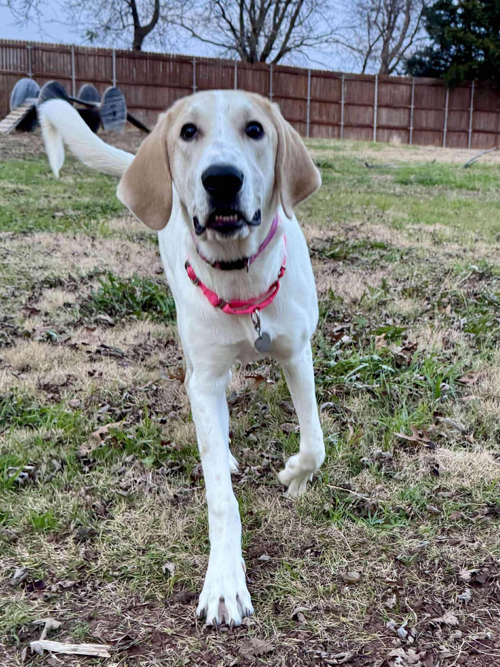 Baskins, a Adoptable mixed breed in Newcastle, OK image 4/5