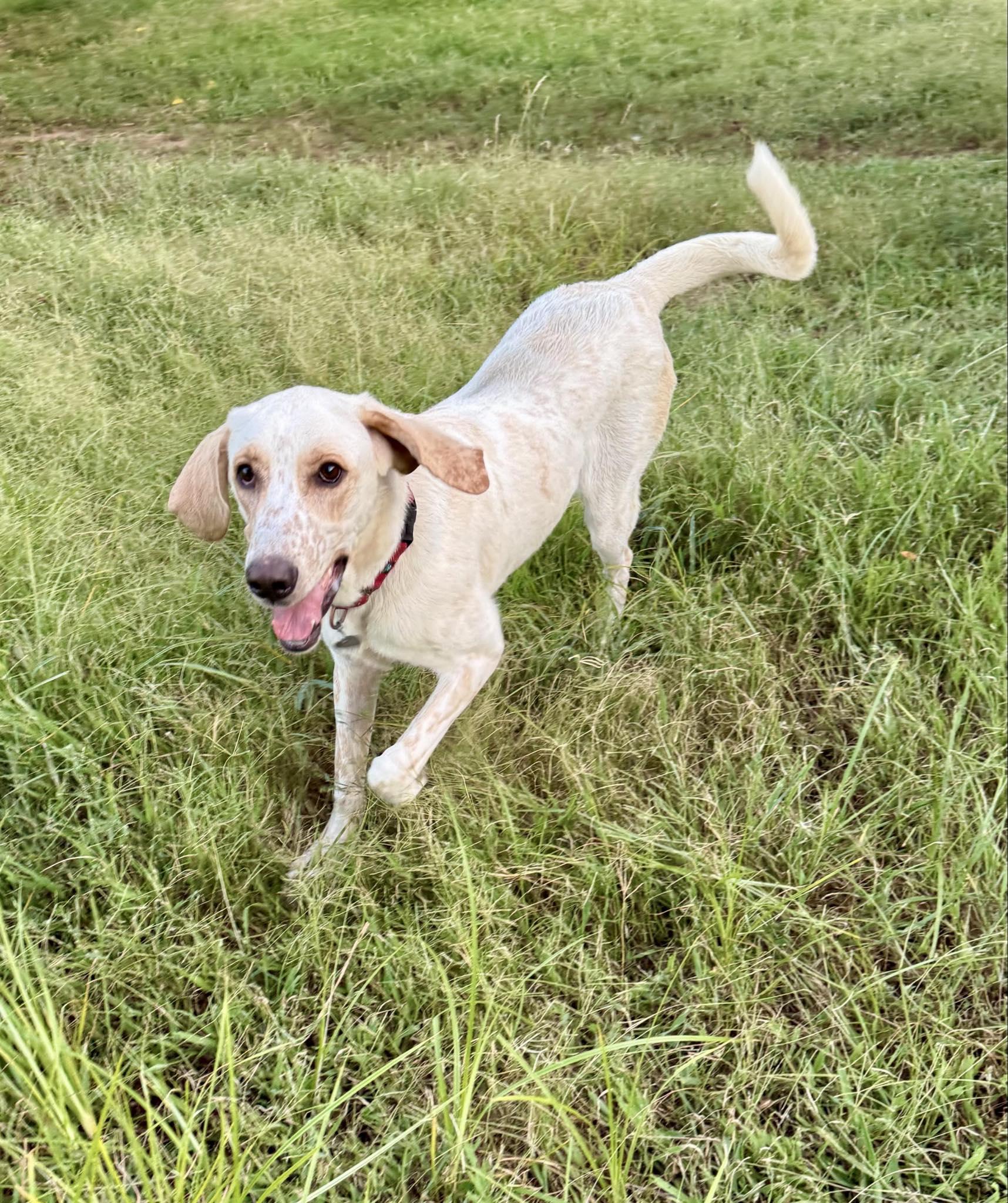Baskins, a Adoptable mixed breed in Newcastle, OK image 3/5