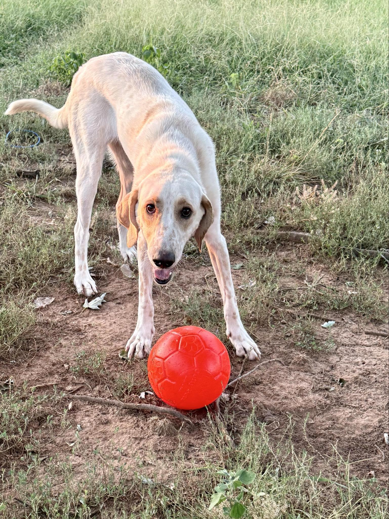 Baskins, Adoptable, Adult Female Hound.
