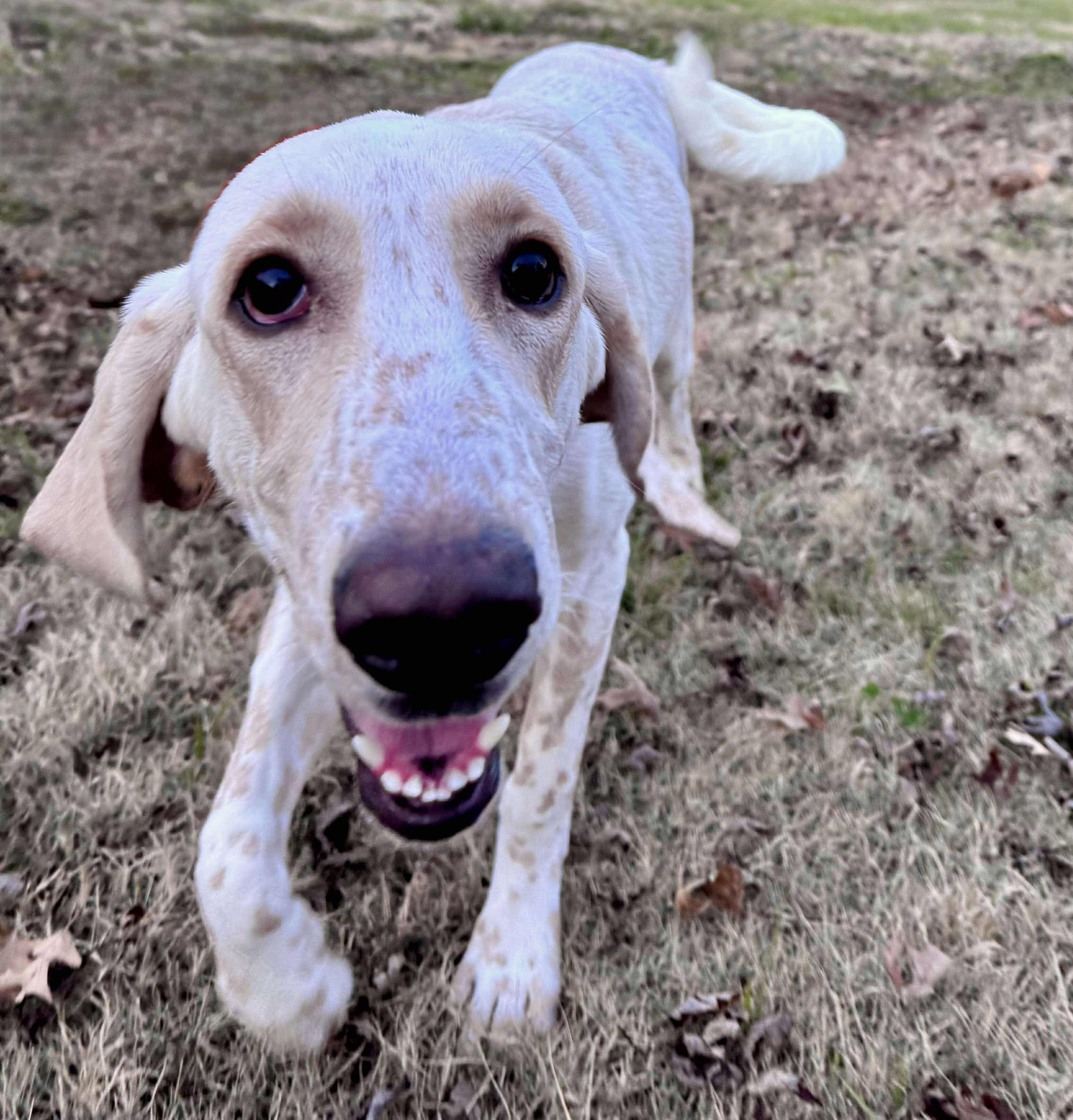 Baskins, a Adoptable mixed breed in Newcastle, OK image 2/5