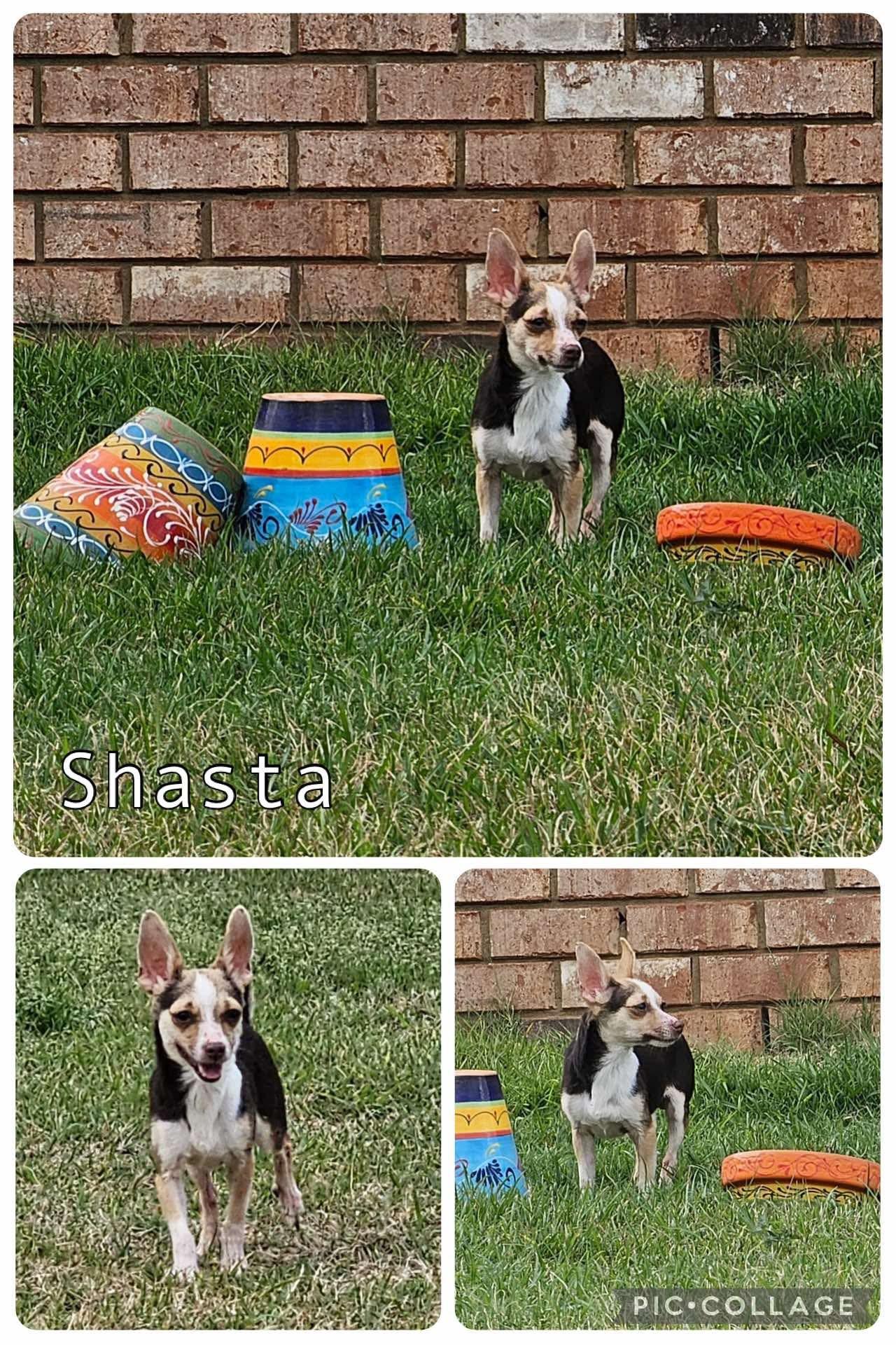 Shasta