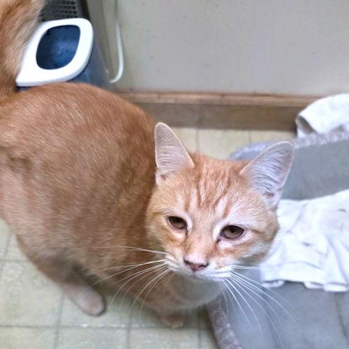 Wonder Boy, a Adoptable Tabby in Rutherfordton, NC image 1/3