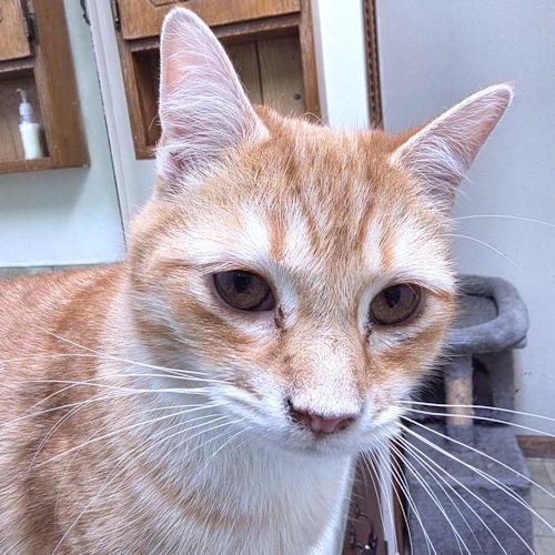 Wonder Boy, a Adoptable Tabby in Rutherfordton, NC image 2/3