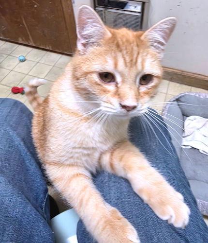 Wonder Boy, Adoptable, Young Male Tabby.