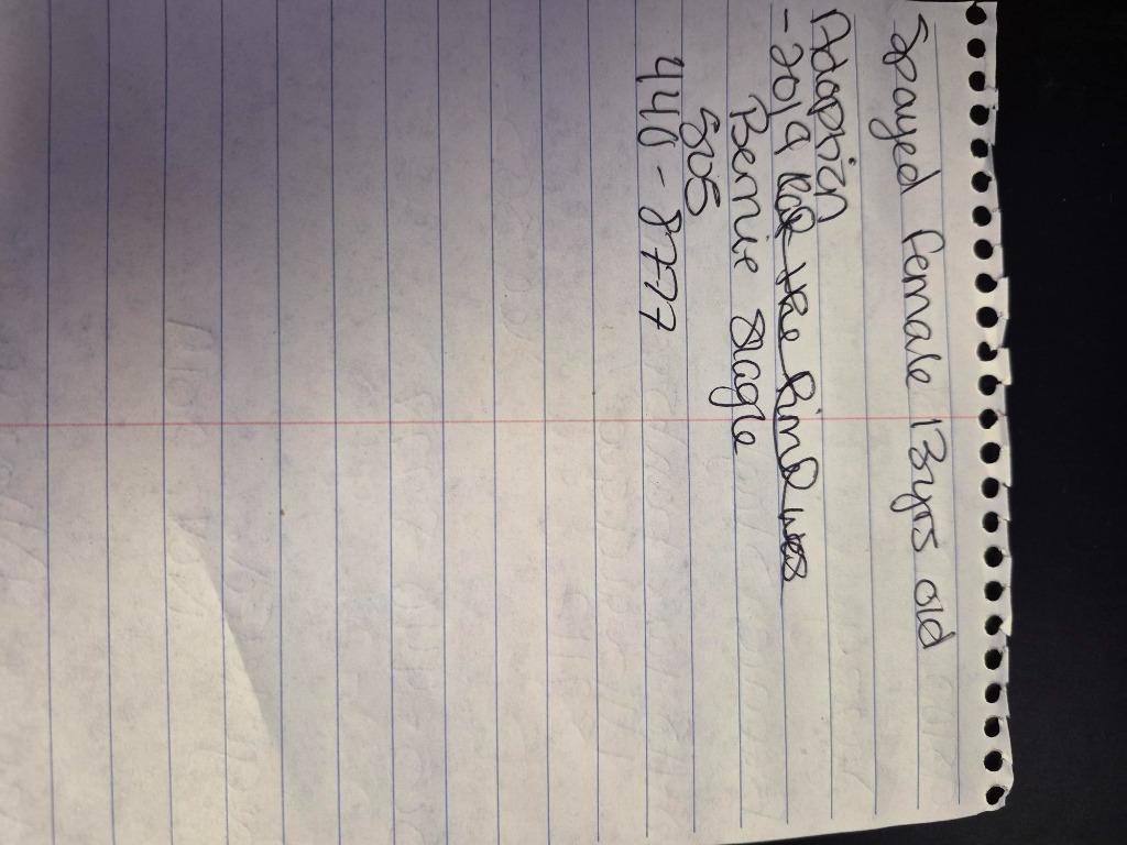 Jazzy, Adoptable, Senior Female Silky Terrier.