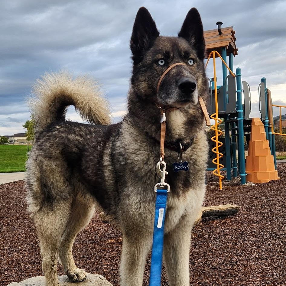 Enlarge Rocky, an adopted mixed breed in Billings, MT image 1/1