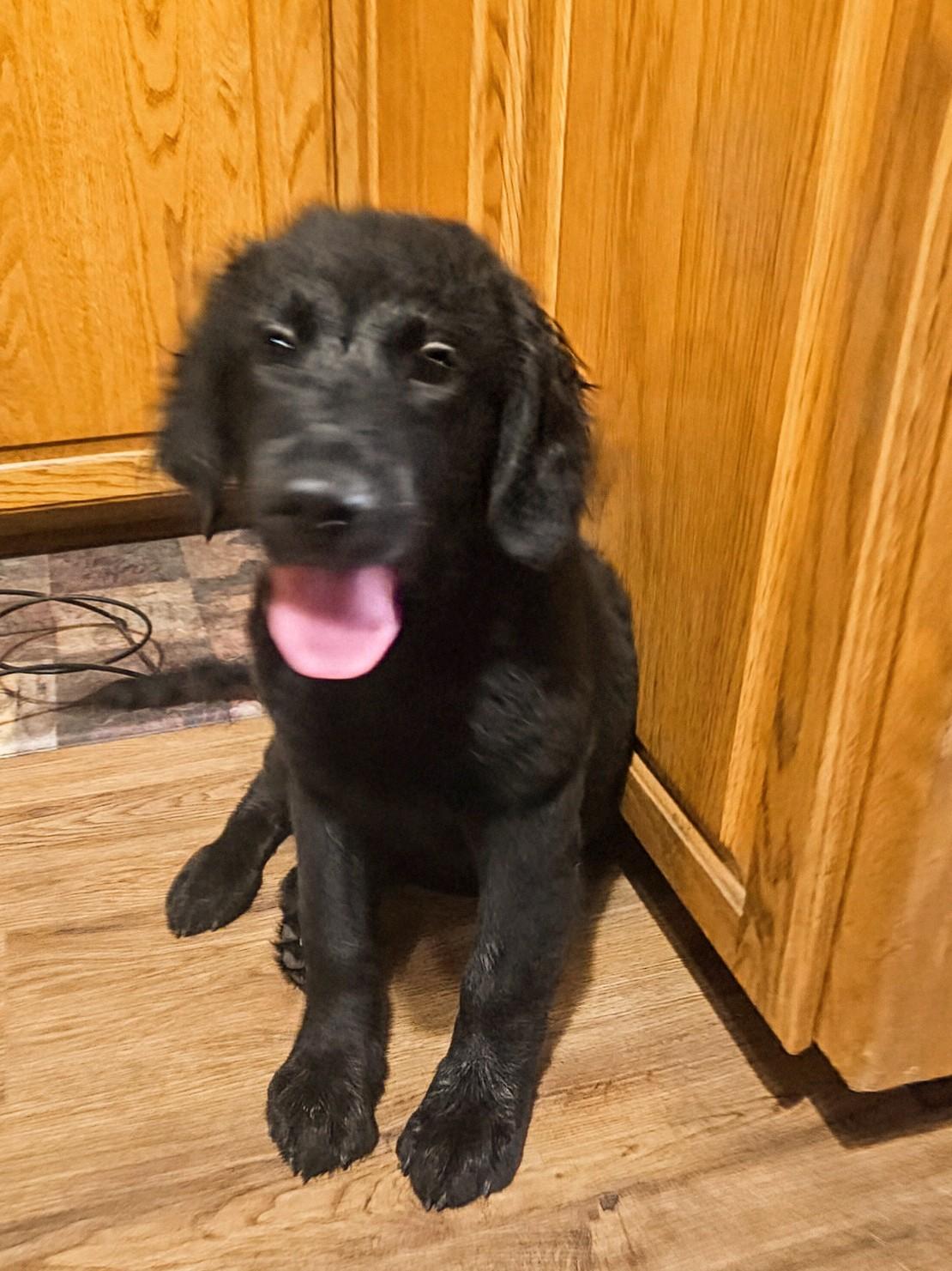 Casey - Fostered in Rhode Island photo 4