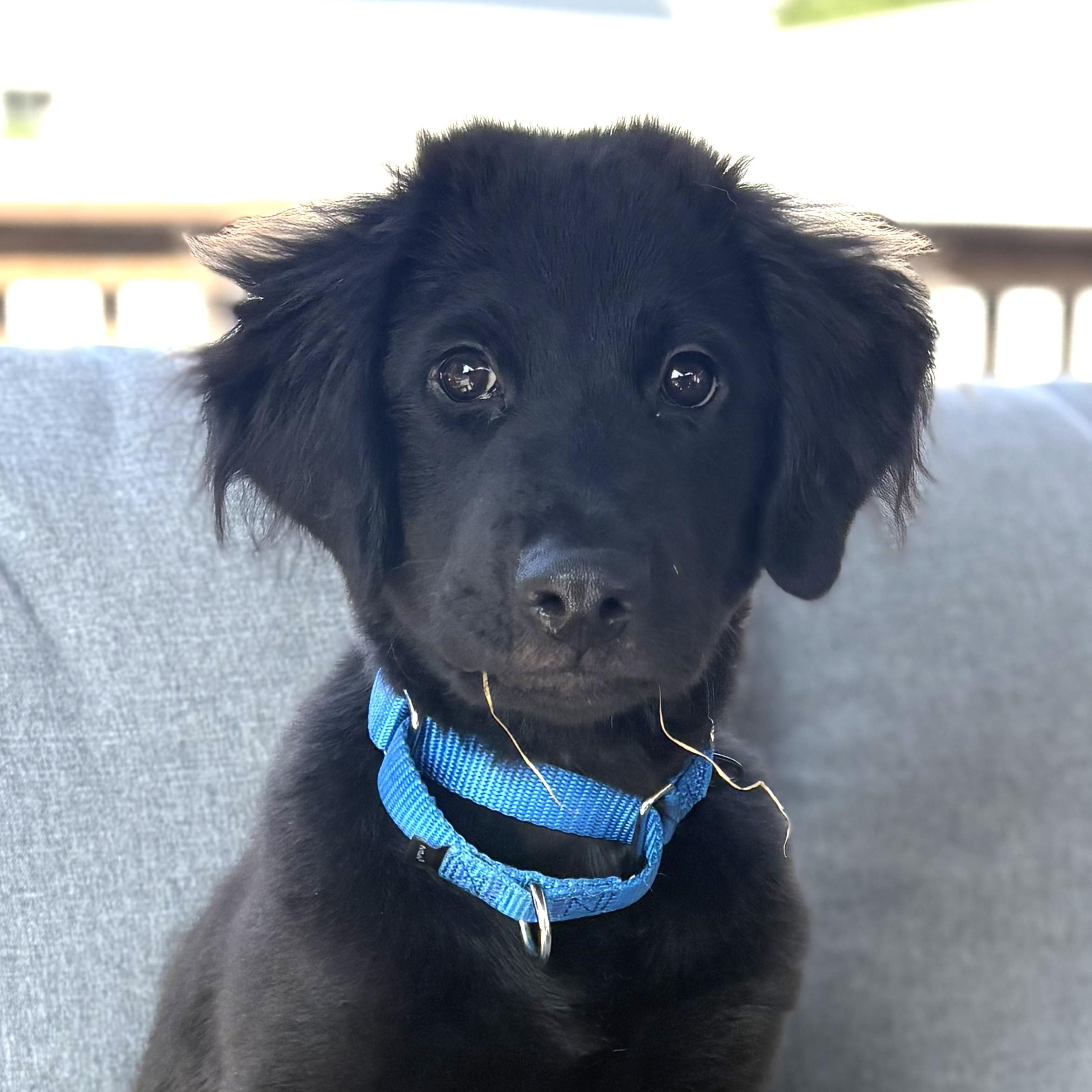 Casey - Fostered in Rhode Island, Baby Male unknown