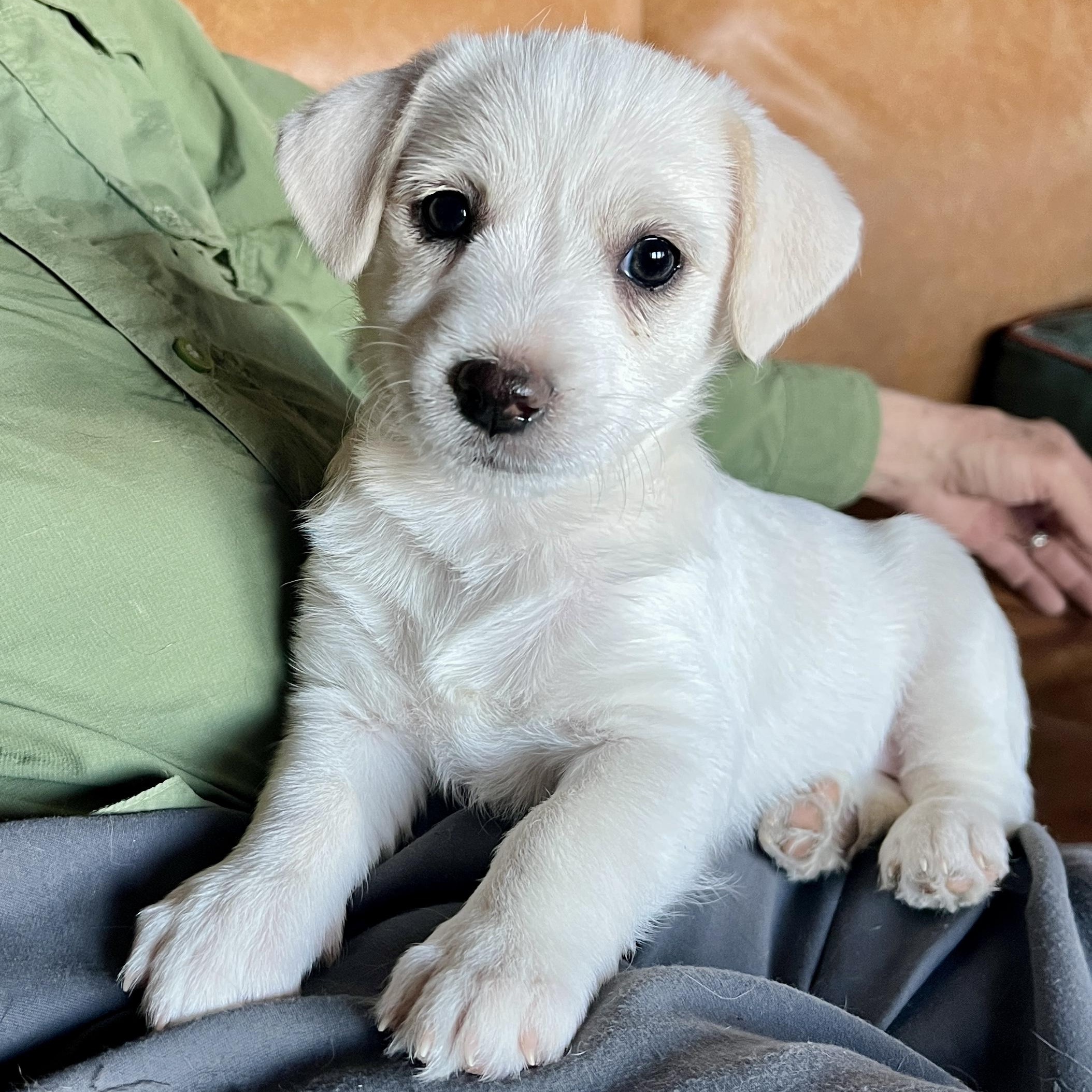 Enlarge Pop Fly, a ADOPTABLE mixed breed in Marfa, TX image 1/4