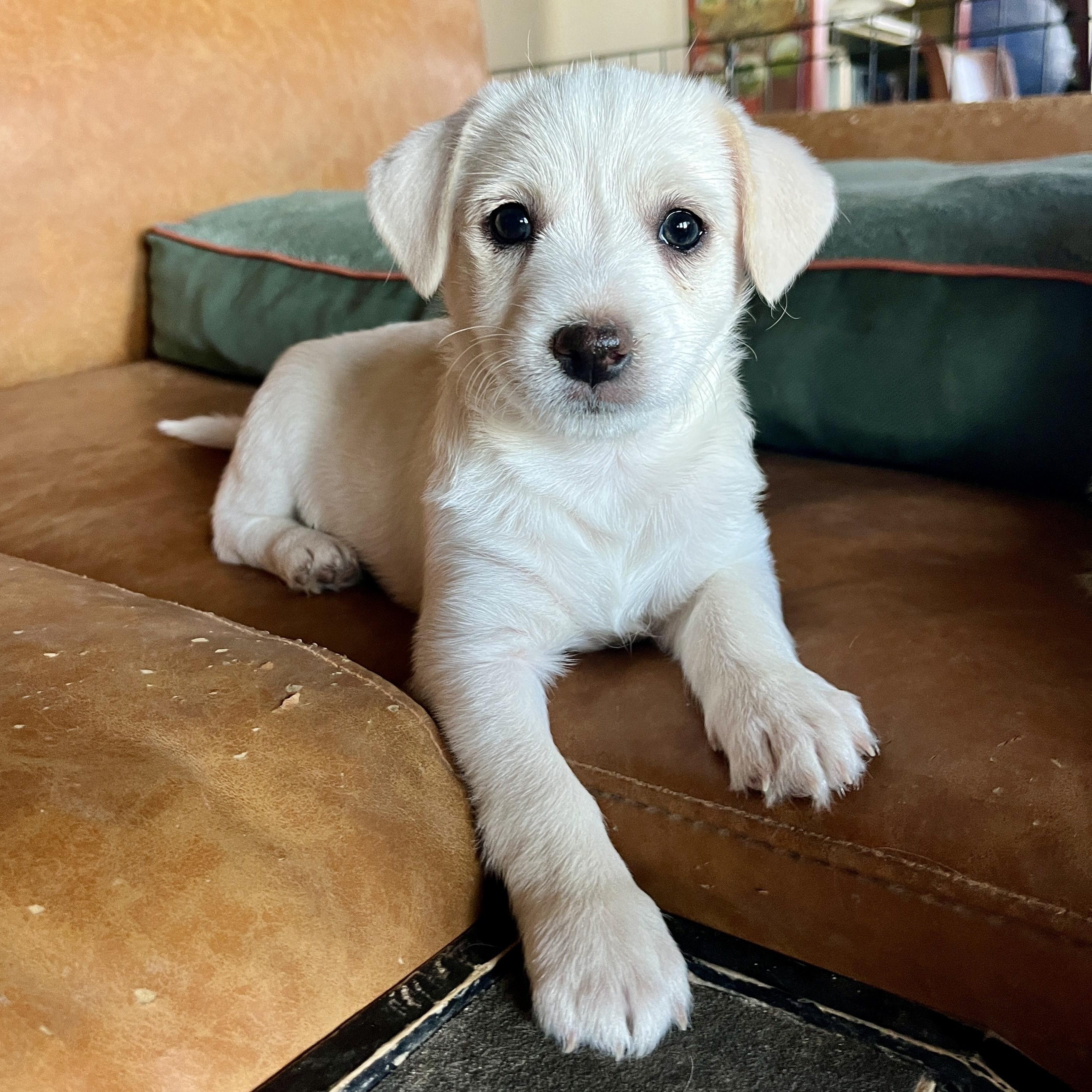 Enlarge Pop Fly, a ADOPTABLE mixed breed in Marfa, TX image 3/4