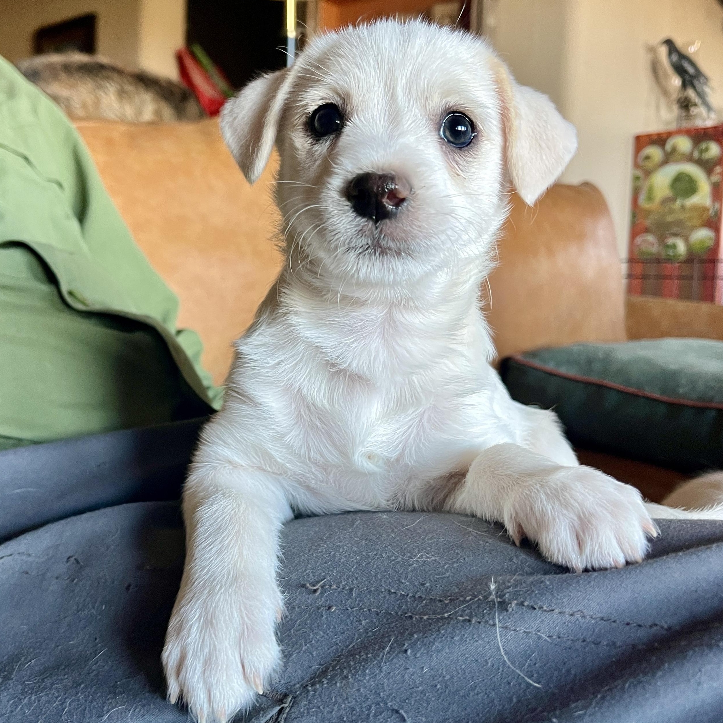 Enlarge Pop Fly, a ADOPTABLE mixed breed in Marfa, TX image 4/4