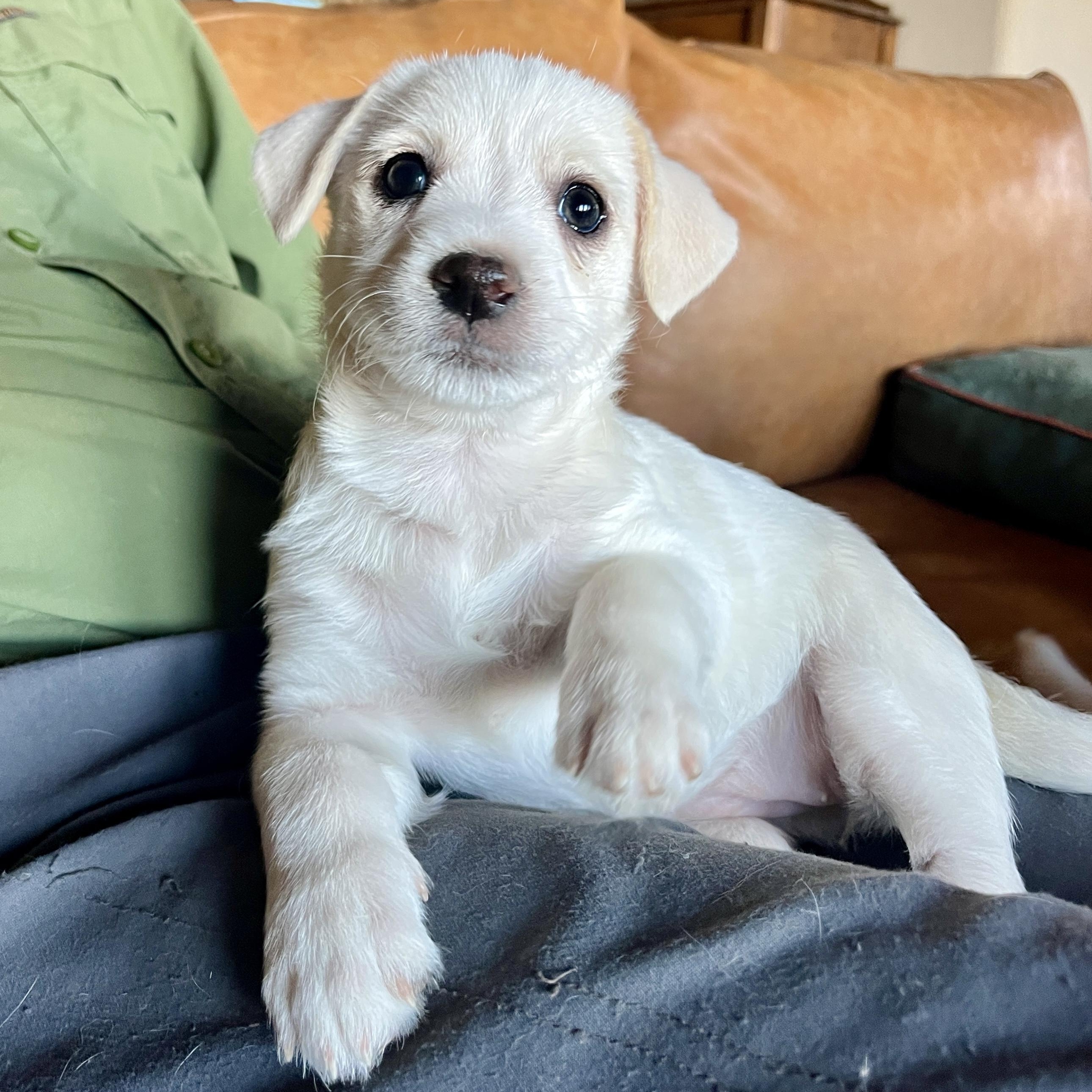Enlarge Pop Fly, a ADOPTABLE mixed breed in Marfa, TX image 2/4