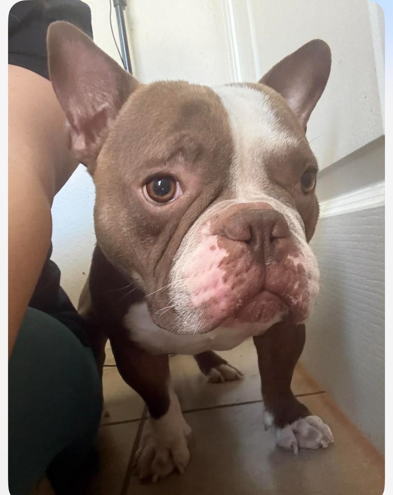 Luther Cheeseburger  Fl thumbnail 4