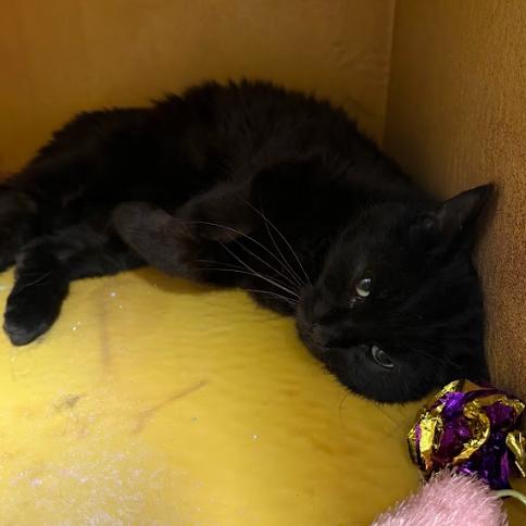 Enlarge Caviar, a Adoptable Domestic Medium Hair in Philadelphia, PA image 1/3