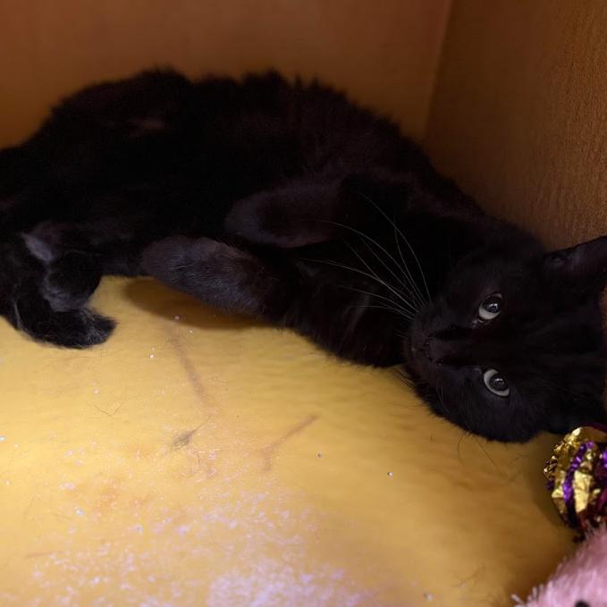 Enlarge Caviar, a Adoptable Domestic Medium Hair in Philadelphia, PA image 2/3