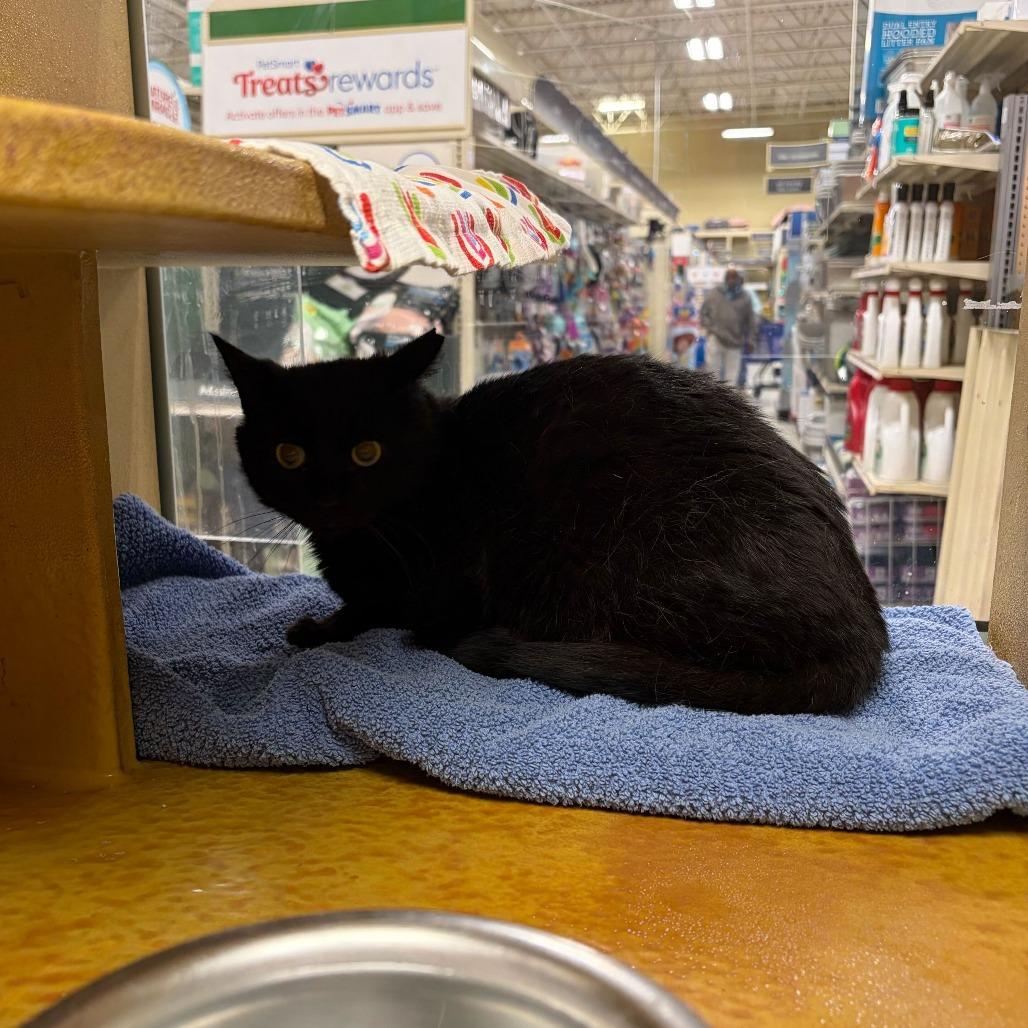 Enlarge Caviar, a Adoptable Domestic Medium Hair in Philadelphia, PA image 3/3