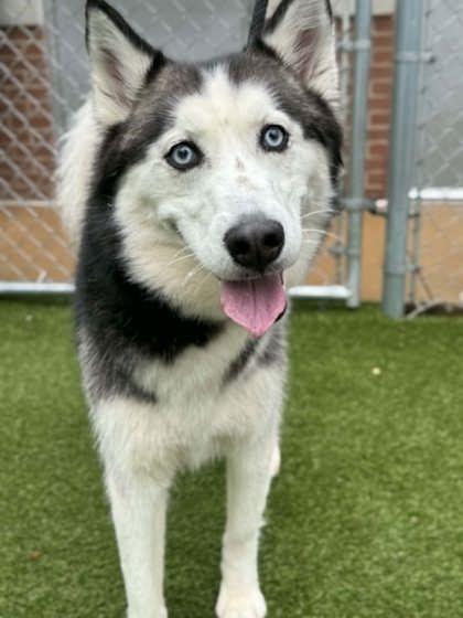 Sky, Adoptable, Adult Female Siberian Husky & Mixed Breed.