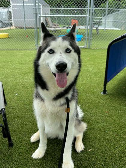 Enlarge Sky, a Adoptable mixed breed in Gastonia, NC image 2/3