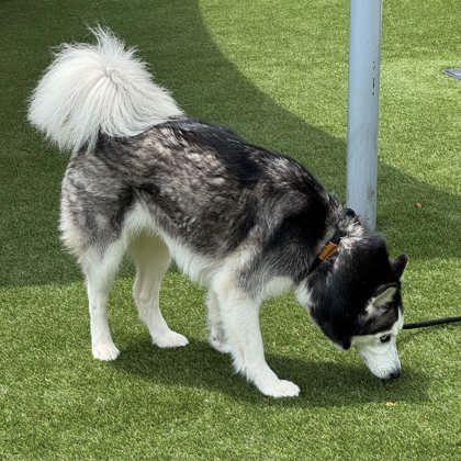 Enlarge Sky, a Adoptable mixed breed in Gastonia, NC image 3/3