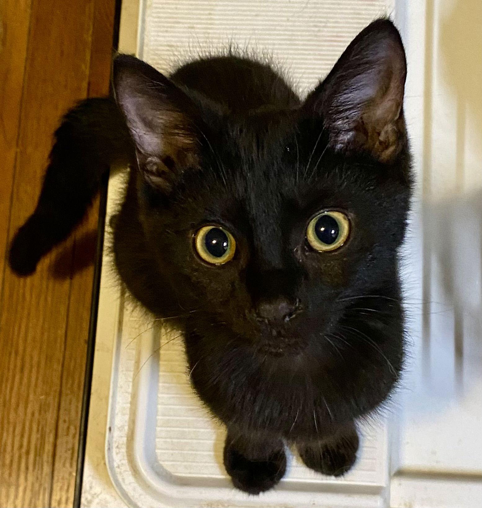 Ronnie, Adoptable, Kitten Male Domestic Short Hair.