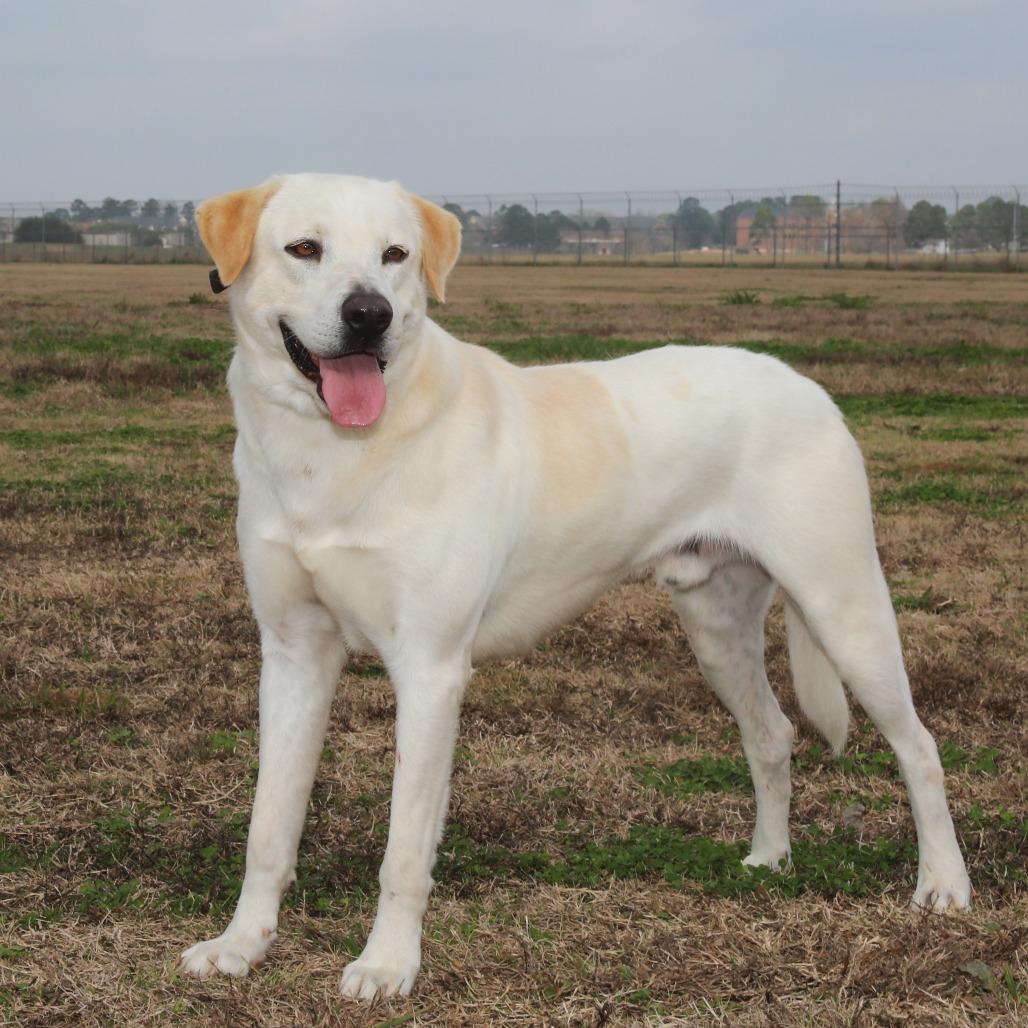 Junior S1, Adoptable, Adult Male Great Pyrenees & Labrador Retriever.