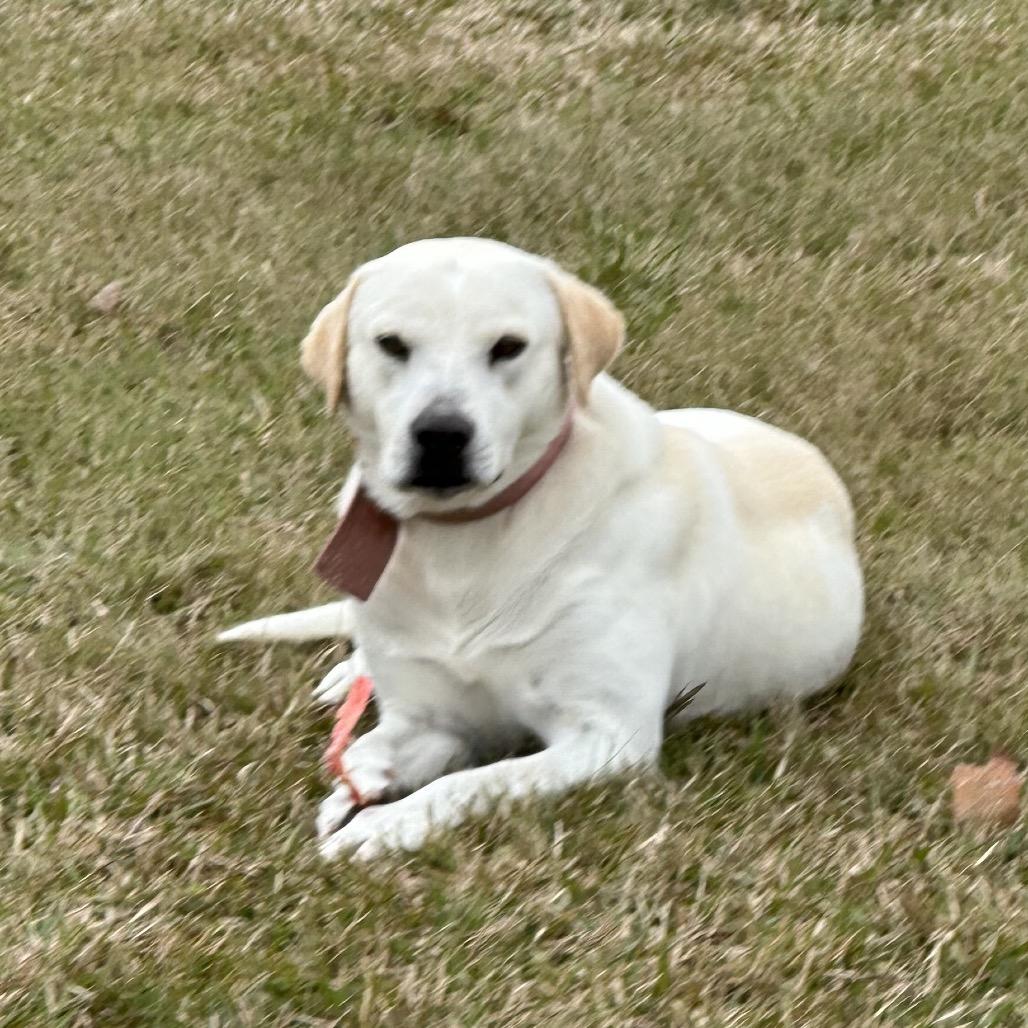 Enlarge Junior S1, a Adoptable mixed breed in Natchitoches, LA image 2/4