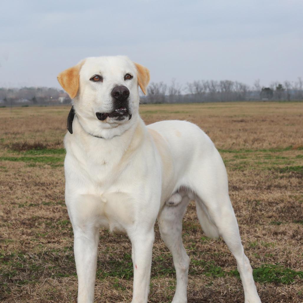Enlarge Junior S1, a Adoptable mixed breed in Natchitoches, LA image 3/4
