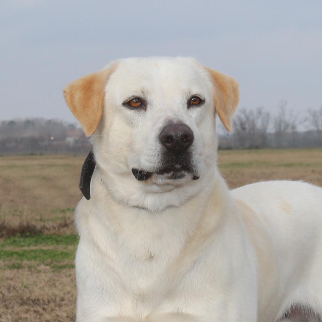 Enlarge Junior S1, a Adoptable mixed breed in Natchitoches, LA image 4/4