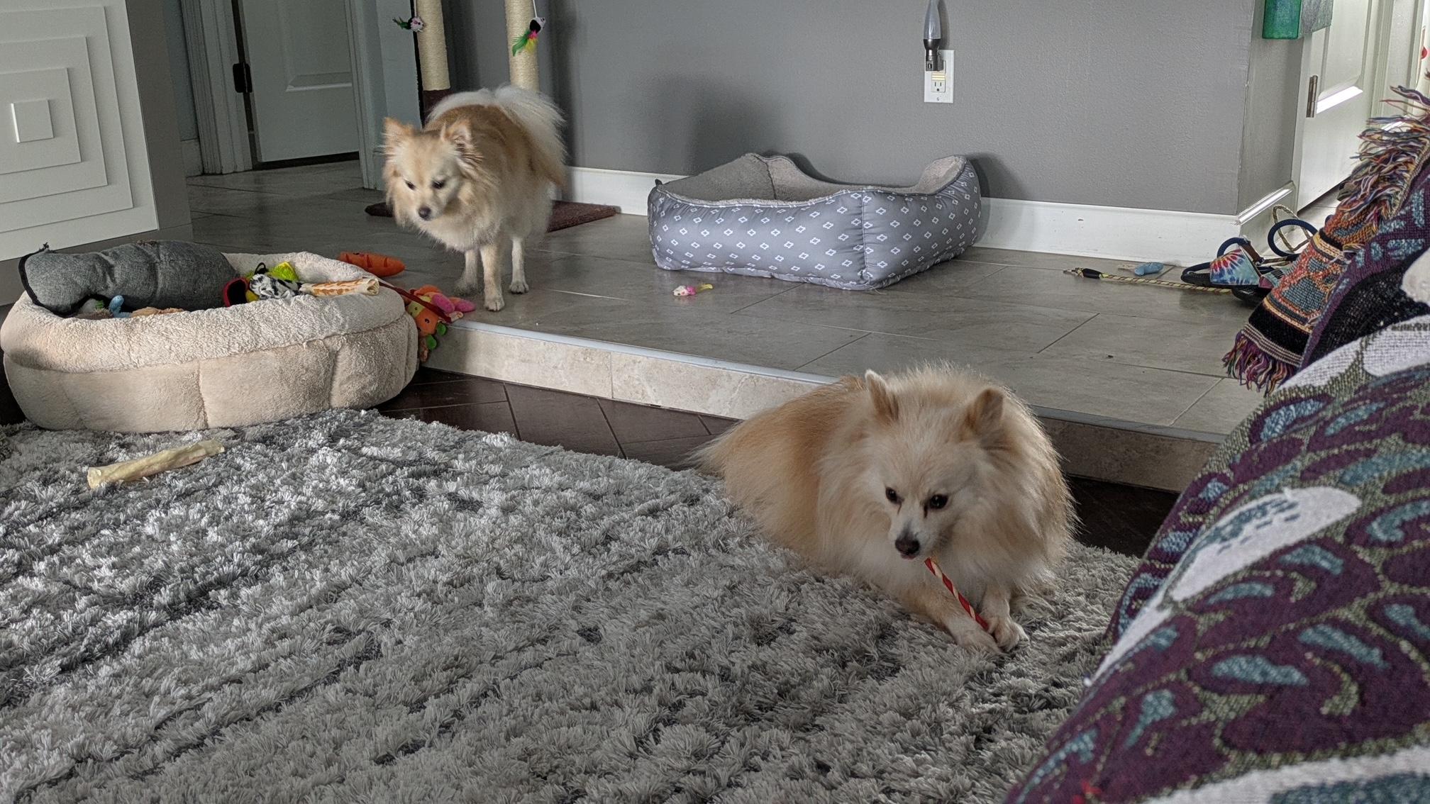Enlarge Astro & Luna, a Adoptable Pomeranian in Maitland, FL image 1/5