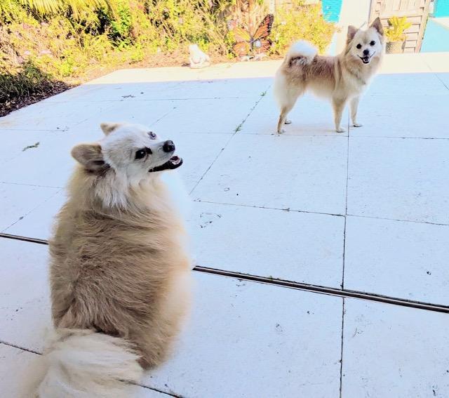 Enlarge Astro & Luna, a Adoptable Pomeranian in Maitland, FL image 2/5