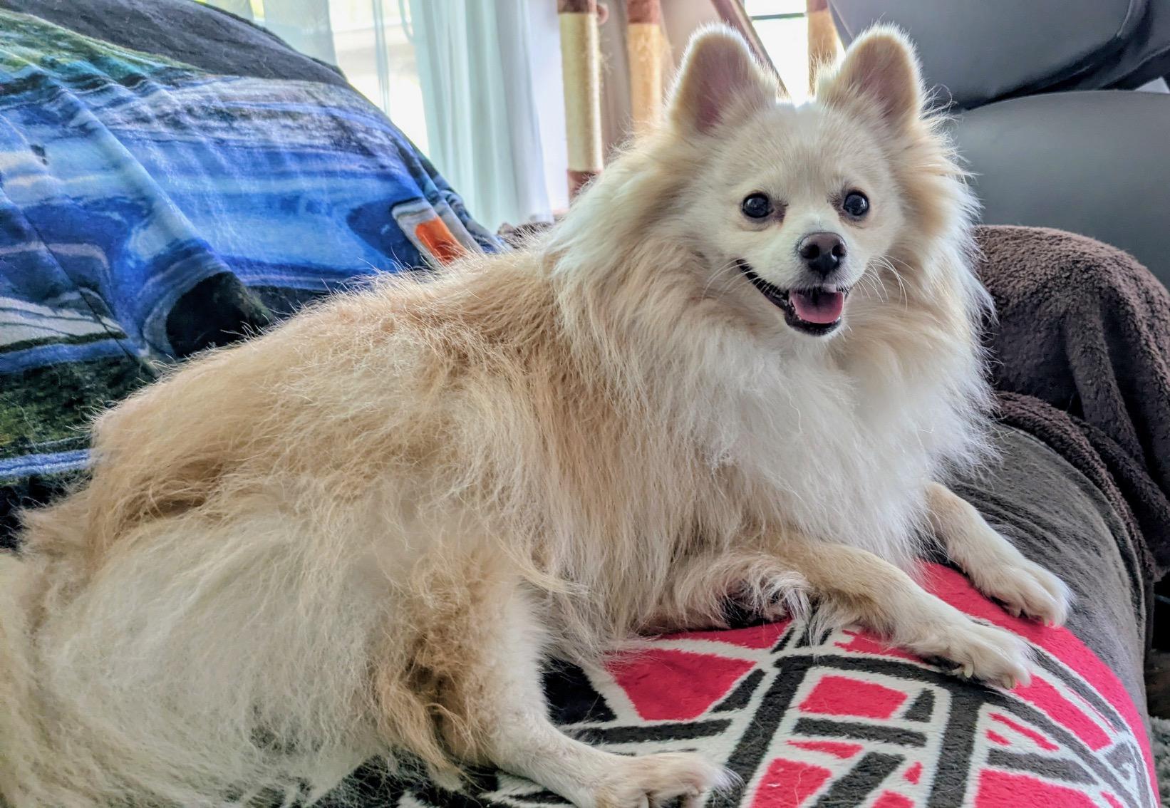 Enlarge Astro & Luna, a Adoptable Pomeranian in Maitland, FL image 4/5