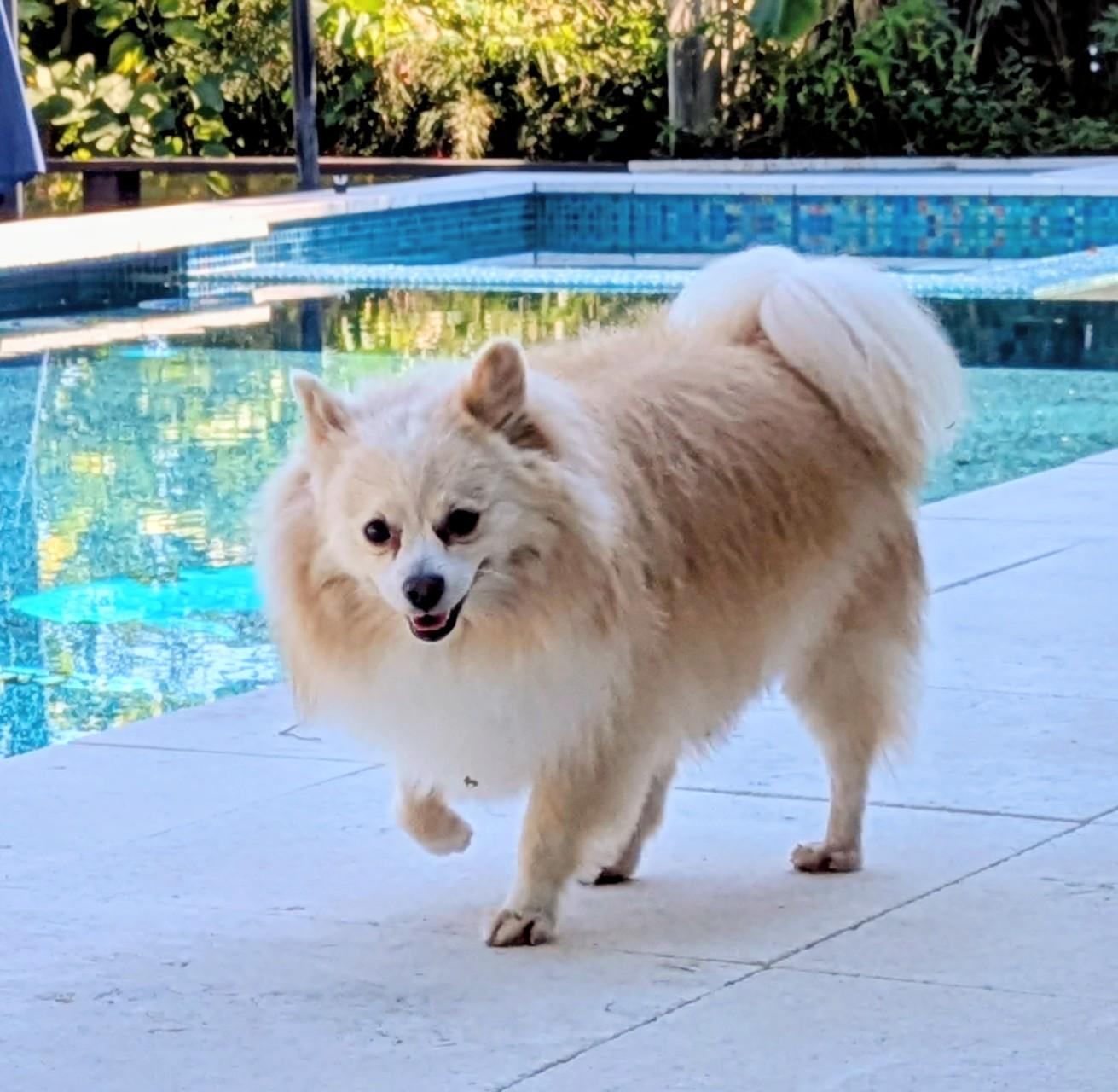 Enlarge Astro & Luna, a Adoptable Pomeranian in Maitland, FL image 5/5
