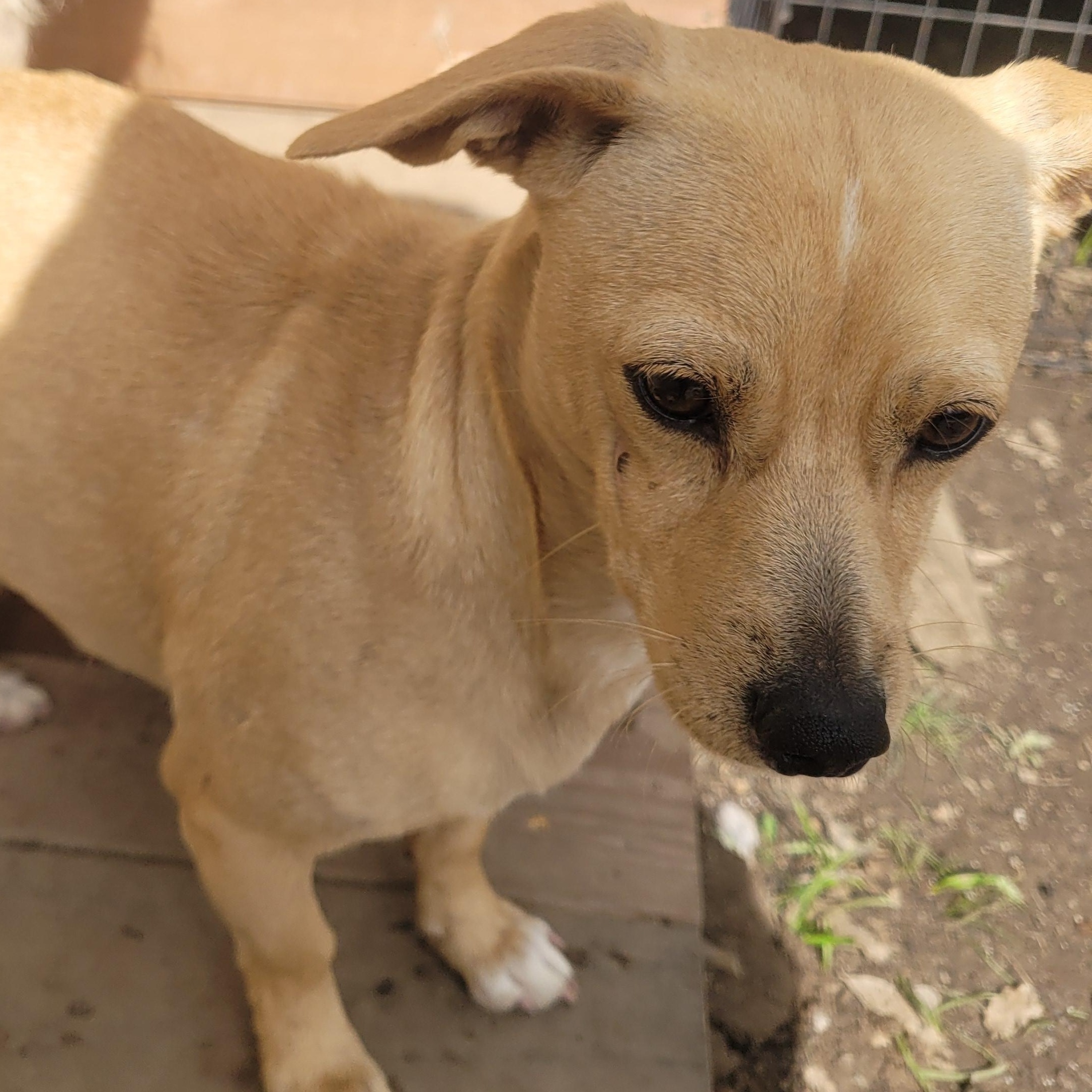 Jossie, a Adoptable mixed breed in California Hot Springs, CA image 1/3