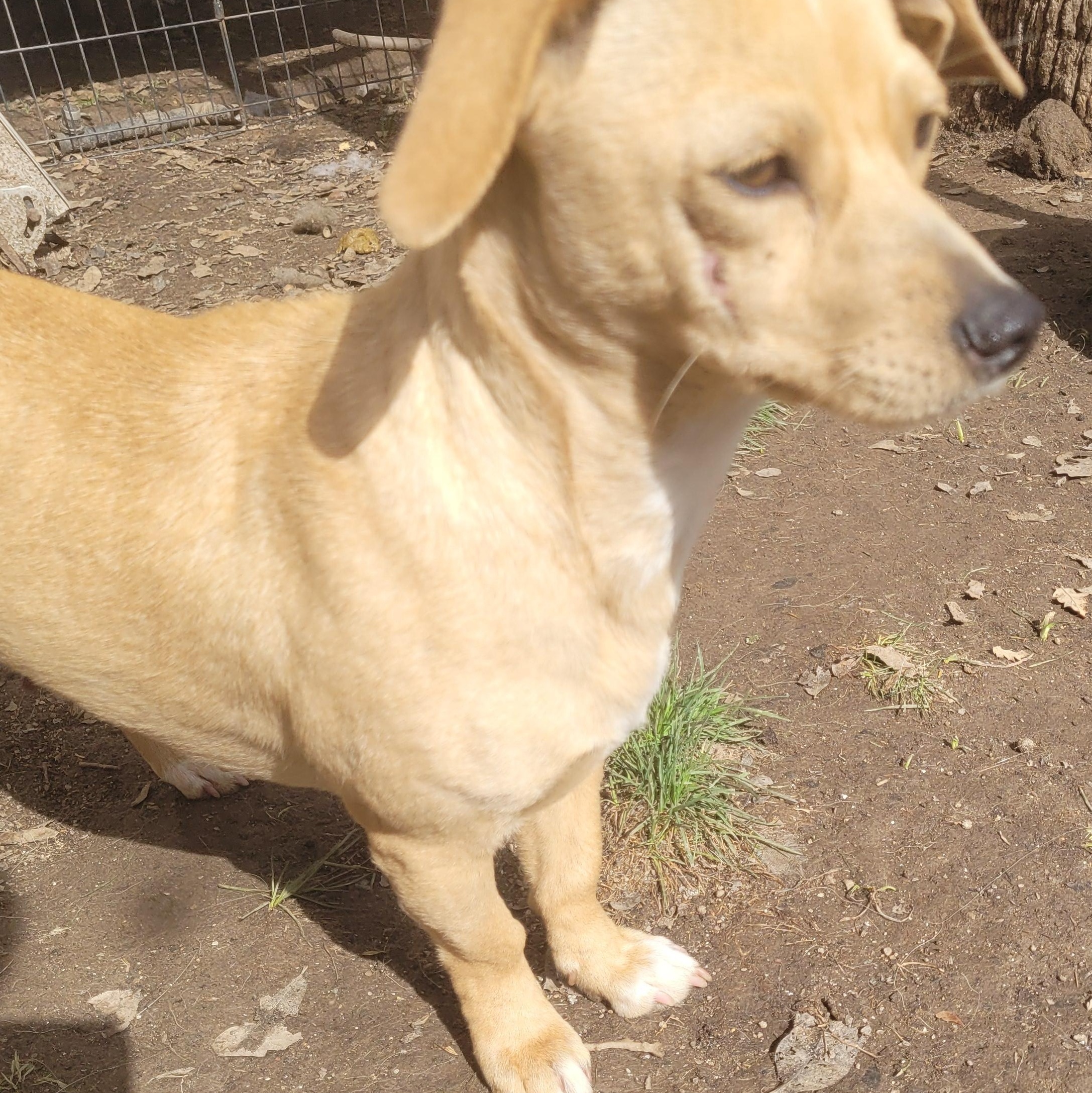 Jossie, a Adoptable mixed breed in California Hot Springs, CA image 2/3