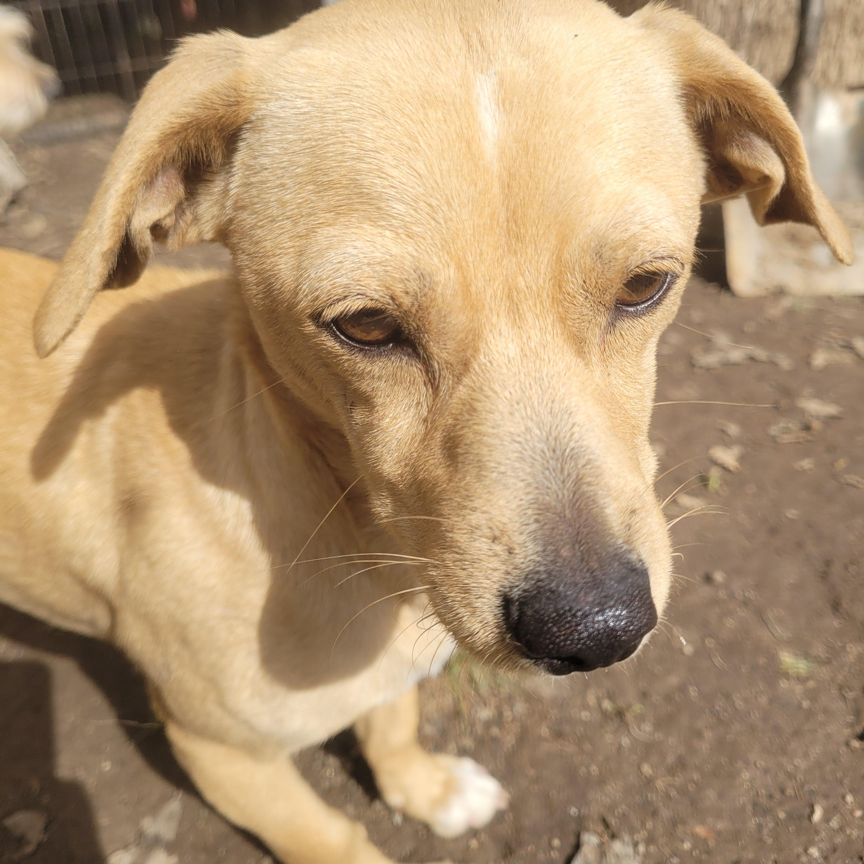 Jossie, a Adoptable mixed breed in California Hot Springs, CA image 3/3