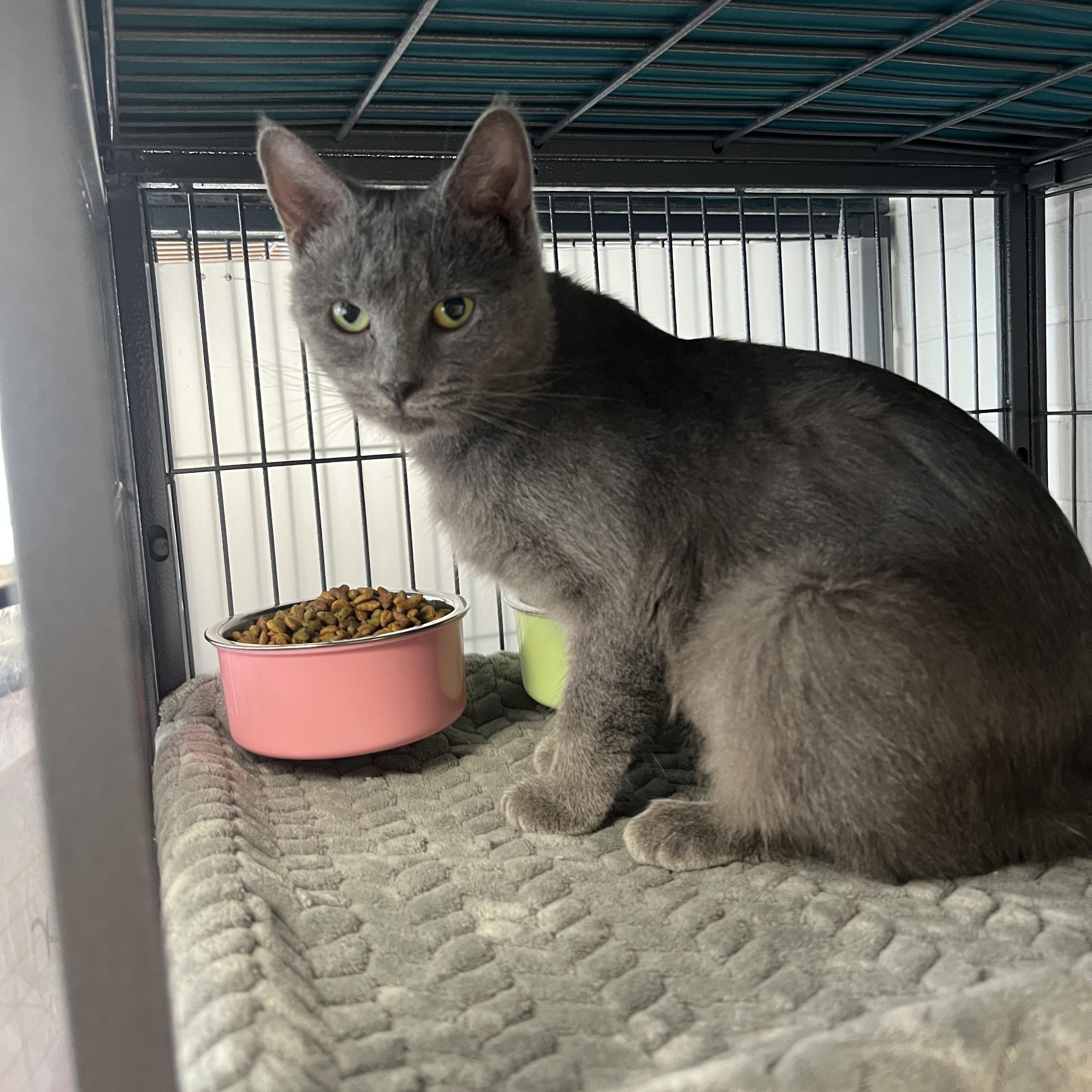 Enlarge Esper, a ADOPTABLE Domestic Short Hair in Altoona, PA image 1/1