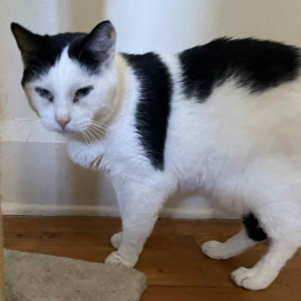 Enlarge Hank, a Adoptable Domestic Short Hair in Hemet, CA image 1/2