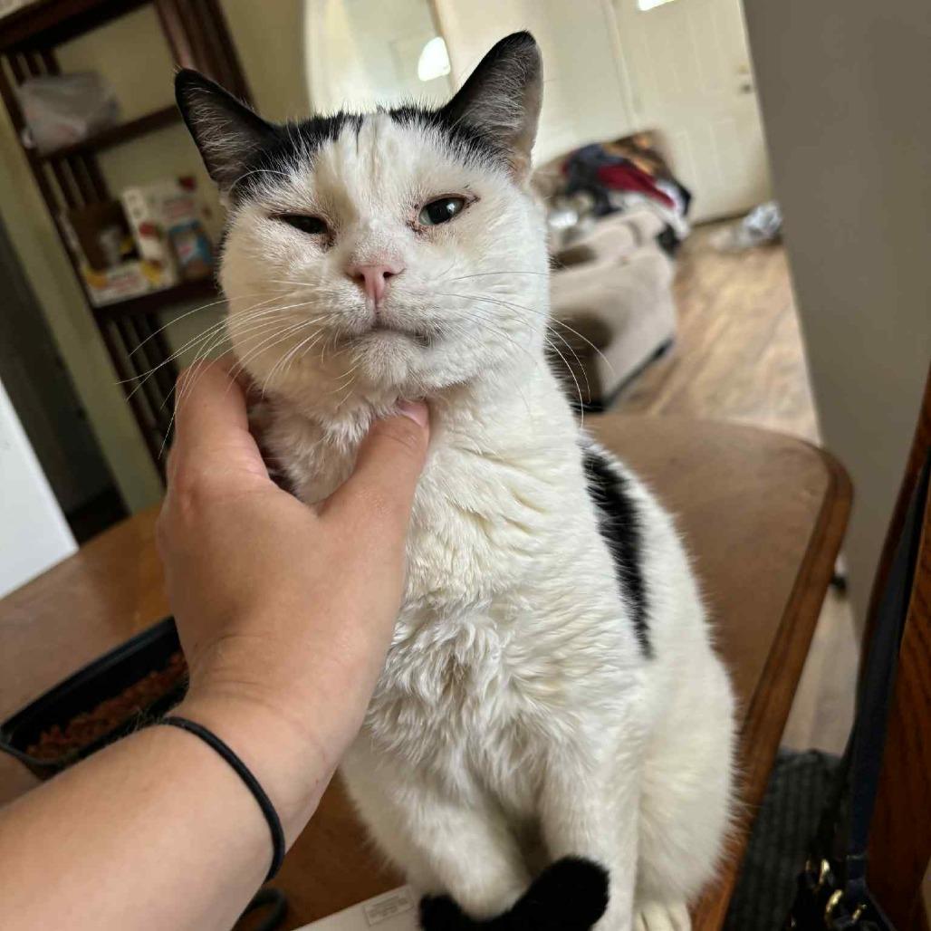 Enlarge Hank, a Adoptable Domestic Short Hair in Hemet, CA image 2/2
