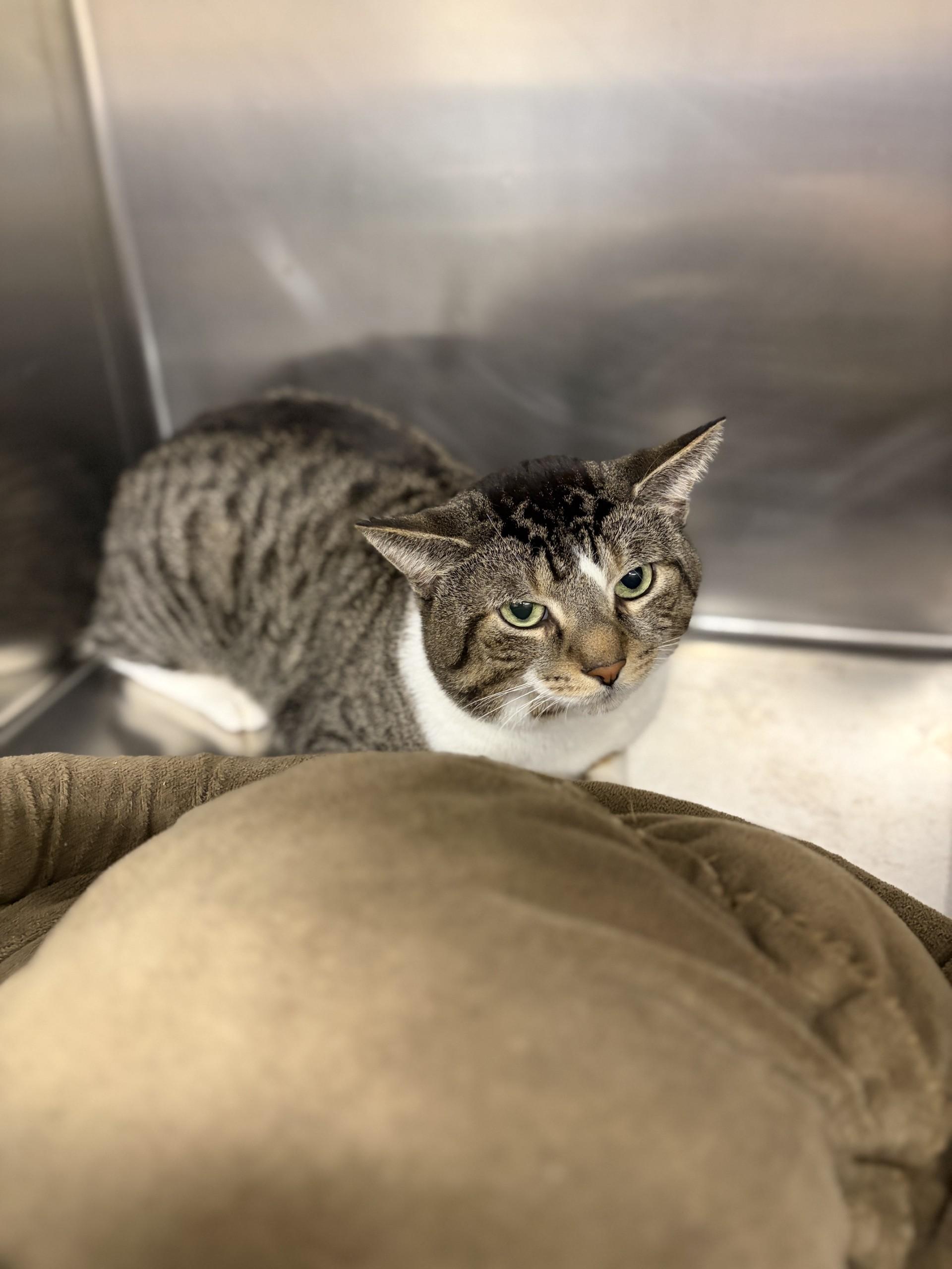 Enlarge Ronny, a Adoptable Domestic Short Hair in Mississauga, ON image 2/2