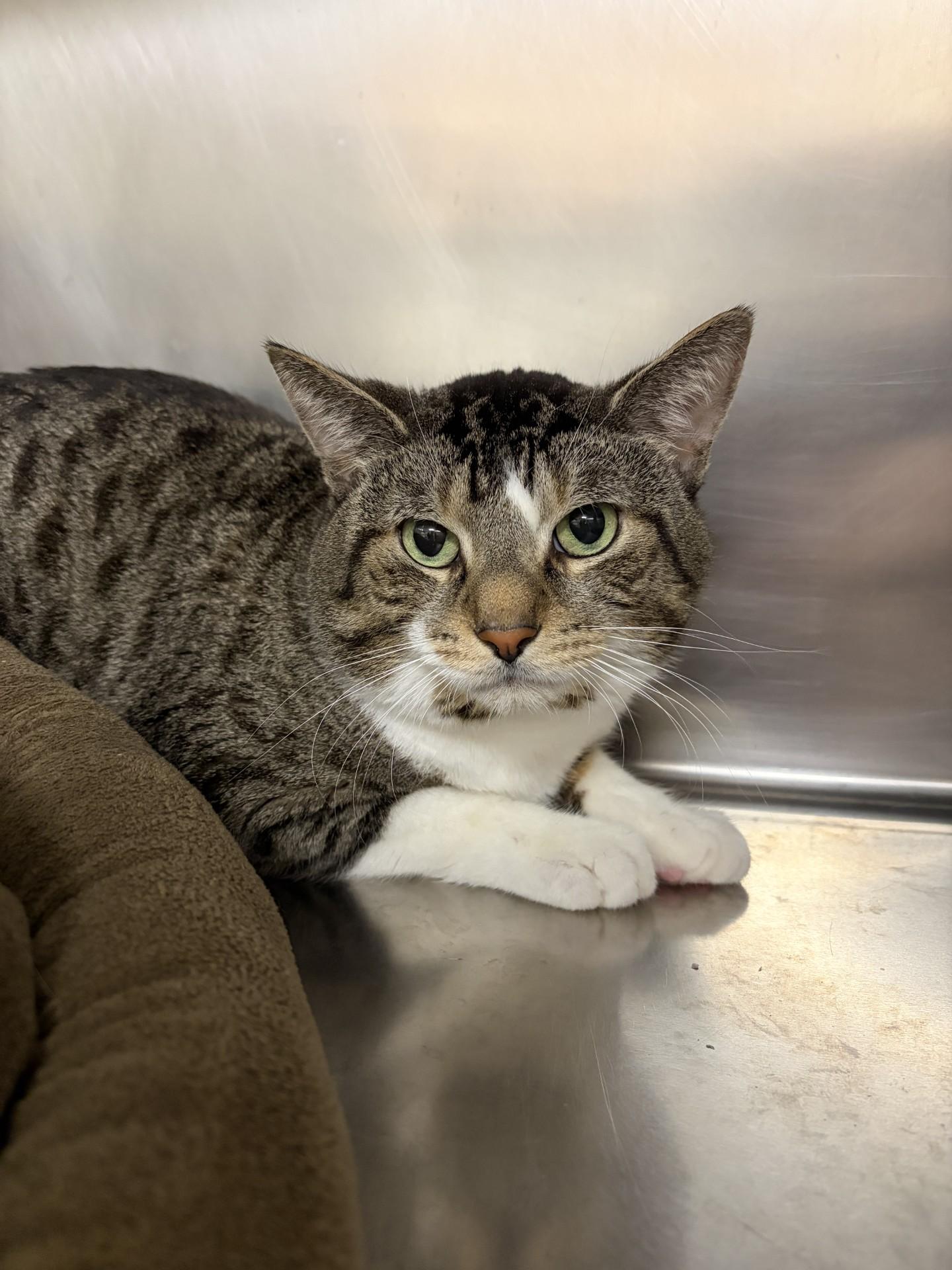 Ronny, Adoptable, Adult Male Domestic Short Hair.