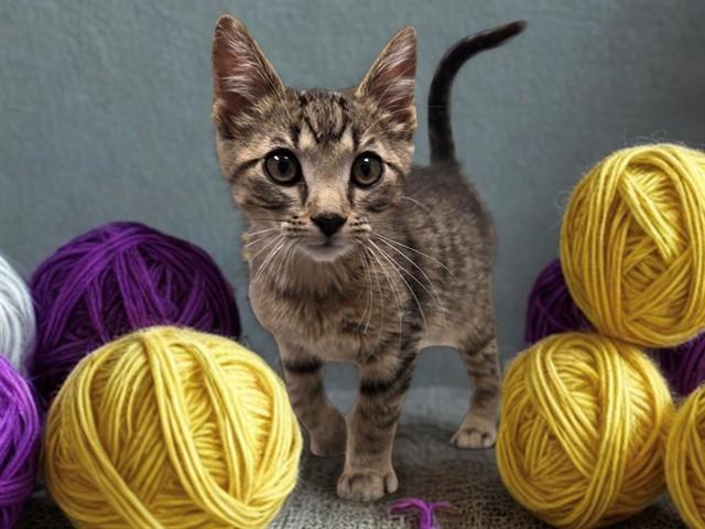T BONE, Adoptable, Kitten Male Domestic Short Hair.