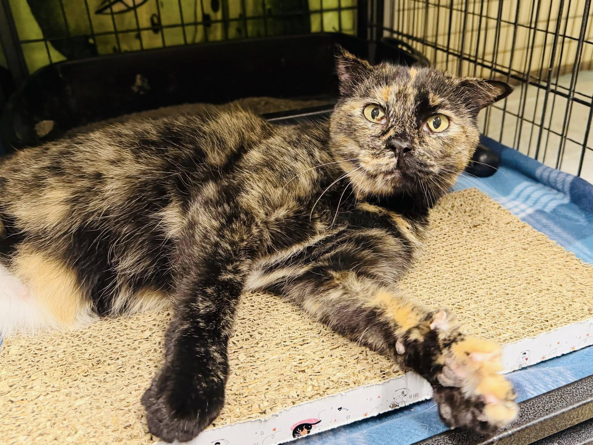 Grandma Rose, ADOPTABLE, Adult Female Domestic Short Hair.