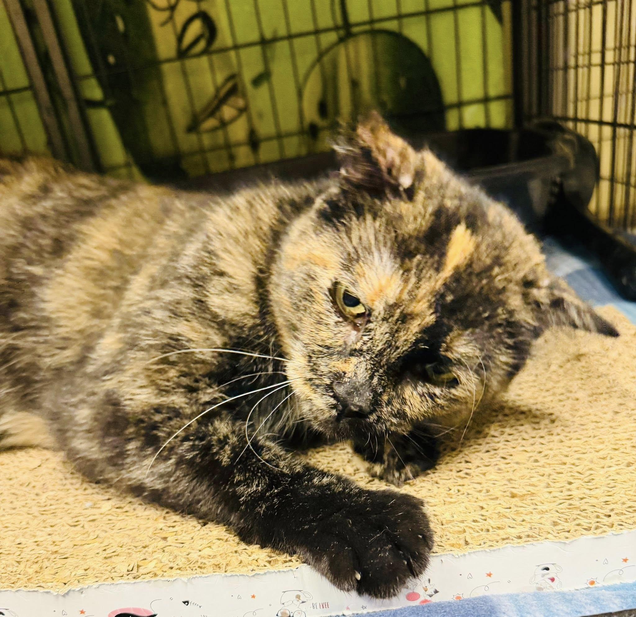 Enlarge Grandma Rose, a ADOPTABLE Domestic Short Hair in Davenport, IA image 3/3