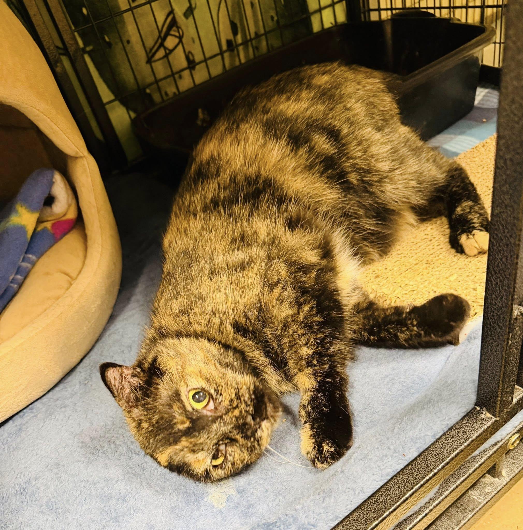 Enlarge Grandma Rose, a ADOPTABLE Domestic Short Hair in Davenport, IA image 2/3