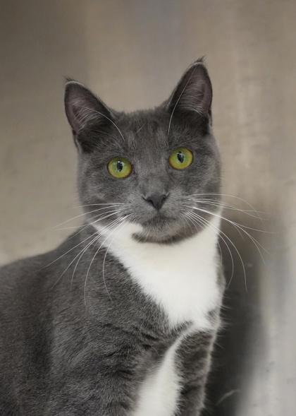 Vex 58462, Adoptable, Young Female Domestic Short Hair & Domestic Short Hair.